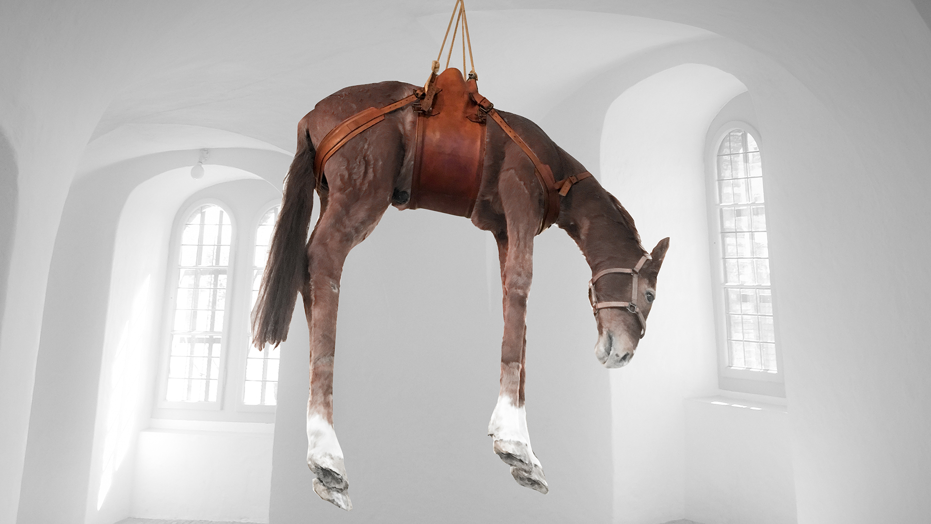 Stuffed and hanged horse in the museum of contemporary art